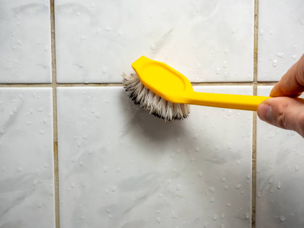 Best Mold Damage Repair  in Notre Dame, IN