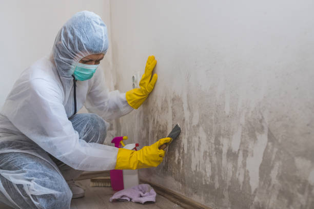 Best Mold Removal Near Me  in Notre Dame, IN