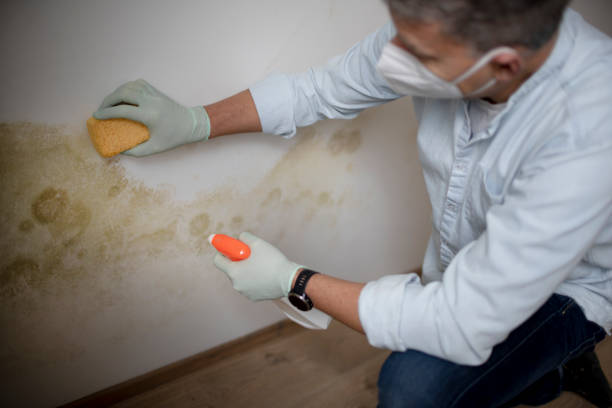 Best Fast Mold Removal  in Notre Dame, IN