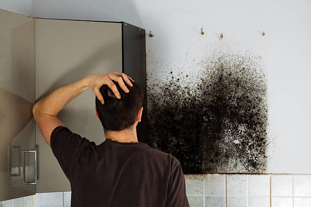 Best Mold Testing  in Notre Dame, IN