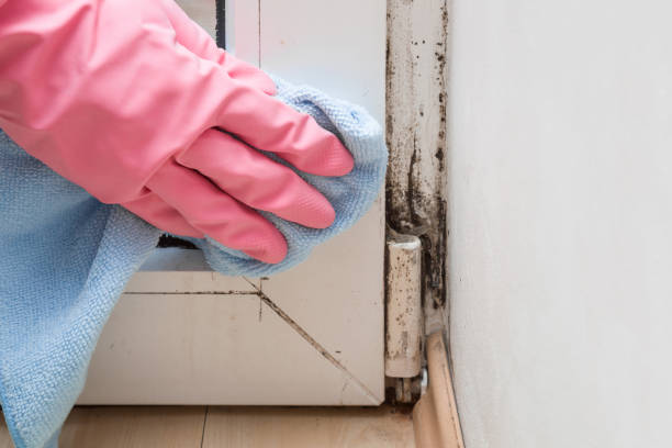 Best Affordable Mold Removal  in Notre Dame, IN
